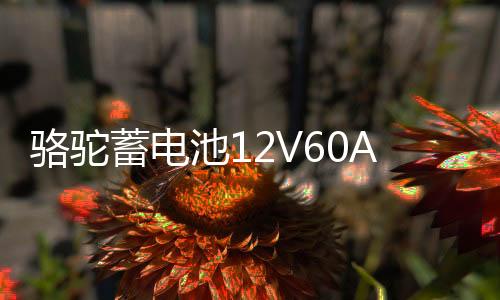 骆驼蓄电池12V60AH适配比亚迪F3起亚K3东风风光580汽车电瓶55D23